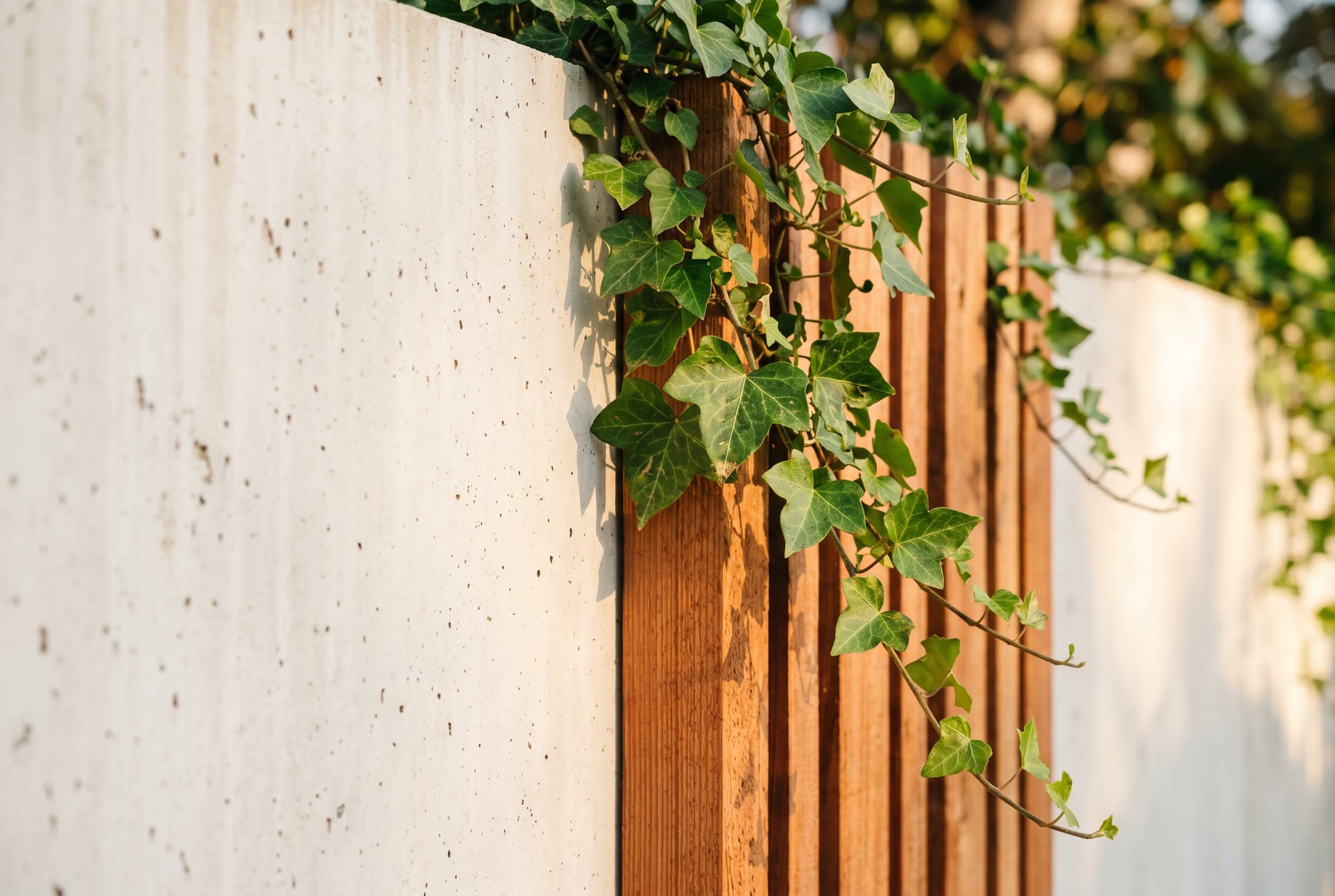 Détail d'architecture contemporaine : béton clair, bois et végétation